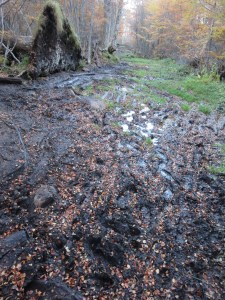 20 kilometers of hiking in this??